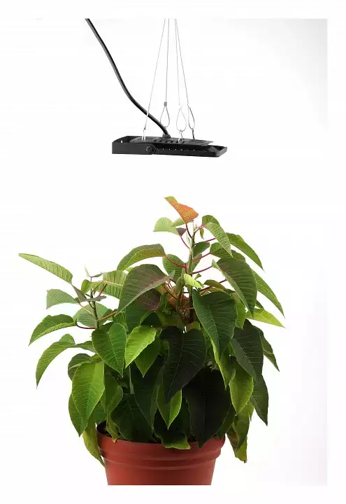 Светильник для растений Эра Фито FITO-50W-LED